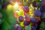 grapes, fruits, food, fresh, healthy, ripe, organic, sweet, produce, harvest, sunlight, fruits, food, food, food, food, food