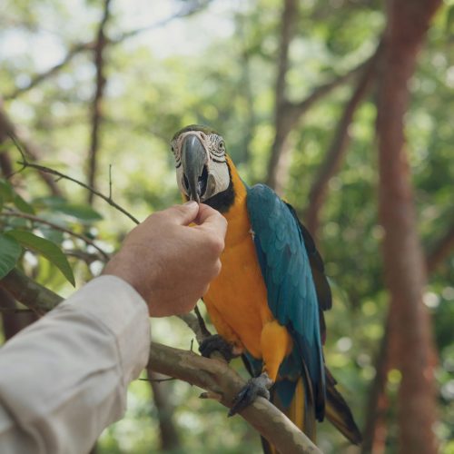 Colorful macaw being hand-fed in a lush tropical forest setting, showcasing wildlife interaction.